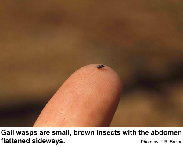 Thumbnail image for Callirhytis Oak Gall Wasps